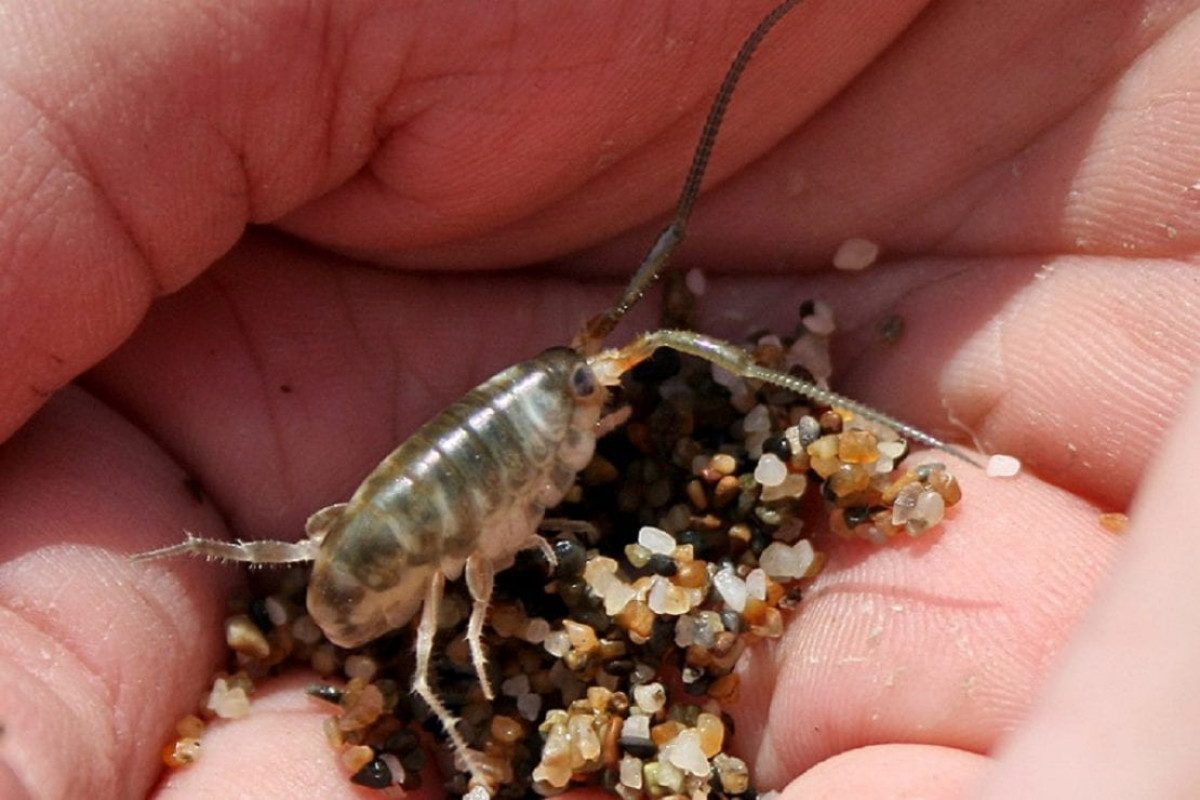 Нашестя морських бліх і змії в морі: на українських курортах людей атакують небезпечні істоти Нашестя морських бліх і змії в морі: на українських курортах людей атакують небезпечні істоти