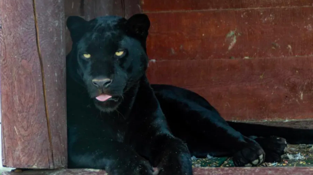 Под Полтавой в экопарке на мужчину набросилась и растерзала пантера Под Полтавой в экопарке на мужчину набросилась и растерзала пантера
