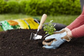Місячний посівний календар на серпень 2021