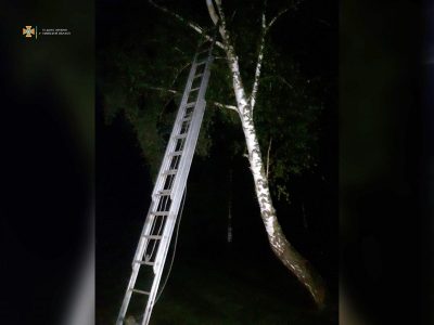 Хлопчик забрався на дерево через цькування друзів Хлопчик забрався на дерево через цькування друзів