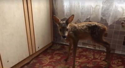 Війна дістала і оленя: на Луганщині у людей живе справжній Бембі