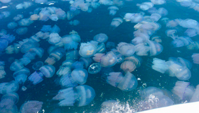 Медузи в Кирилівці 