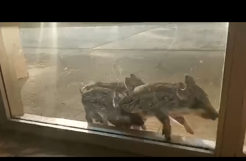 Запорізьку АЕС у Енергодарі штурмували троє маленьких поросят