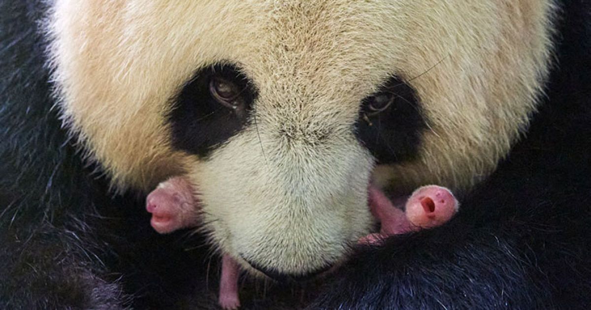 Во французском зоопарке панда впервые родила детенышей-близнецов