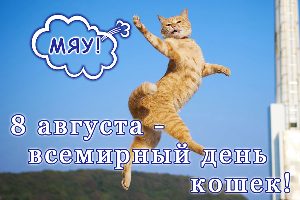 День Котиков Фото
