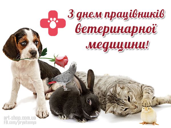 День ветеринара 2021: картинки, поздравления, открытки