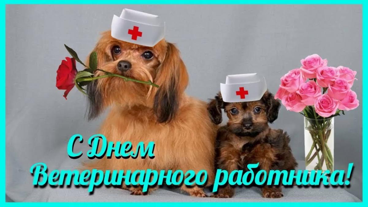 День ветеринара 2021: картинки, поздравления, открытки
