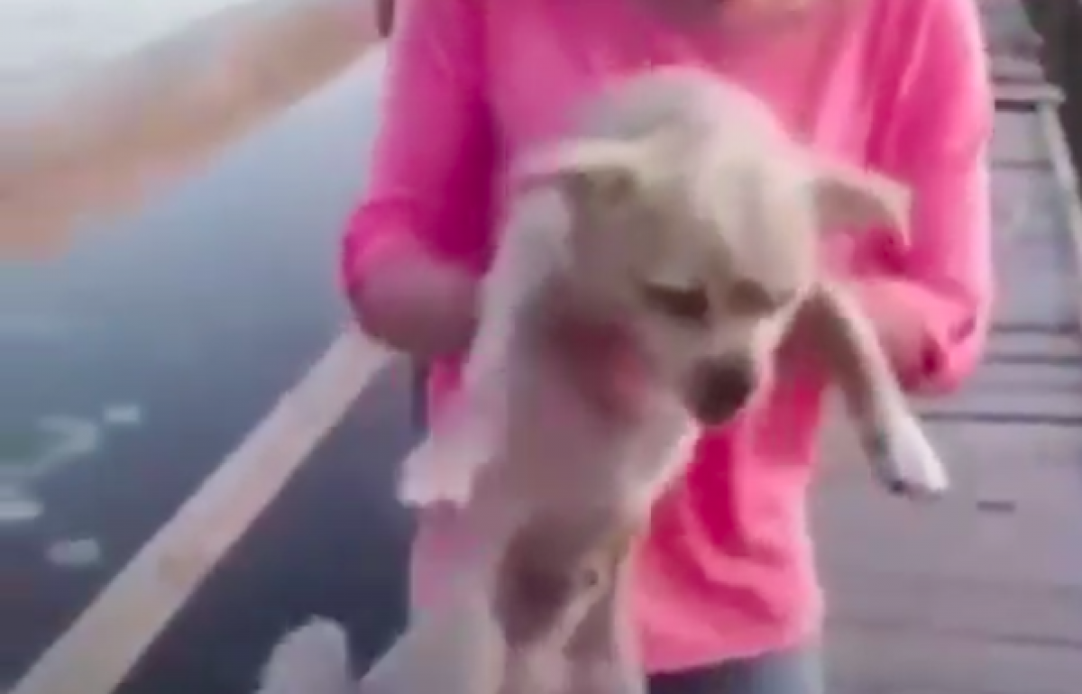 Бросали в воду ради лайков: в Житомирской области дети жестоко издевались над собакой