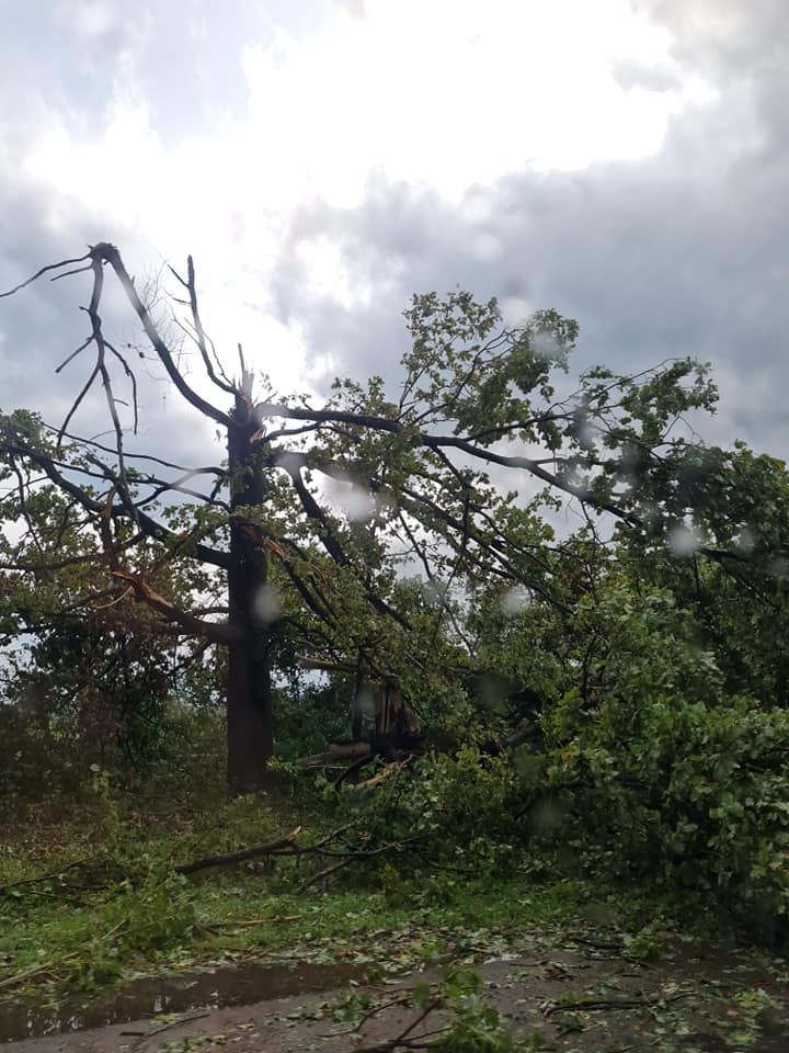 В Черновицкой области пронесся мощный ураган: ломал деревья, как спички