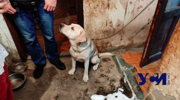 Зловонная квартира в Одессе