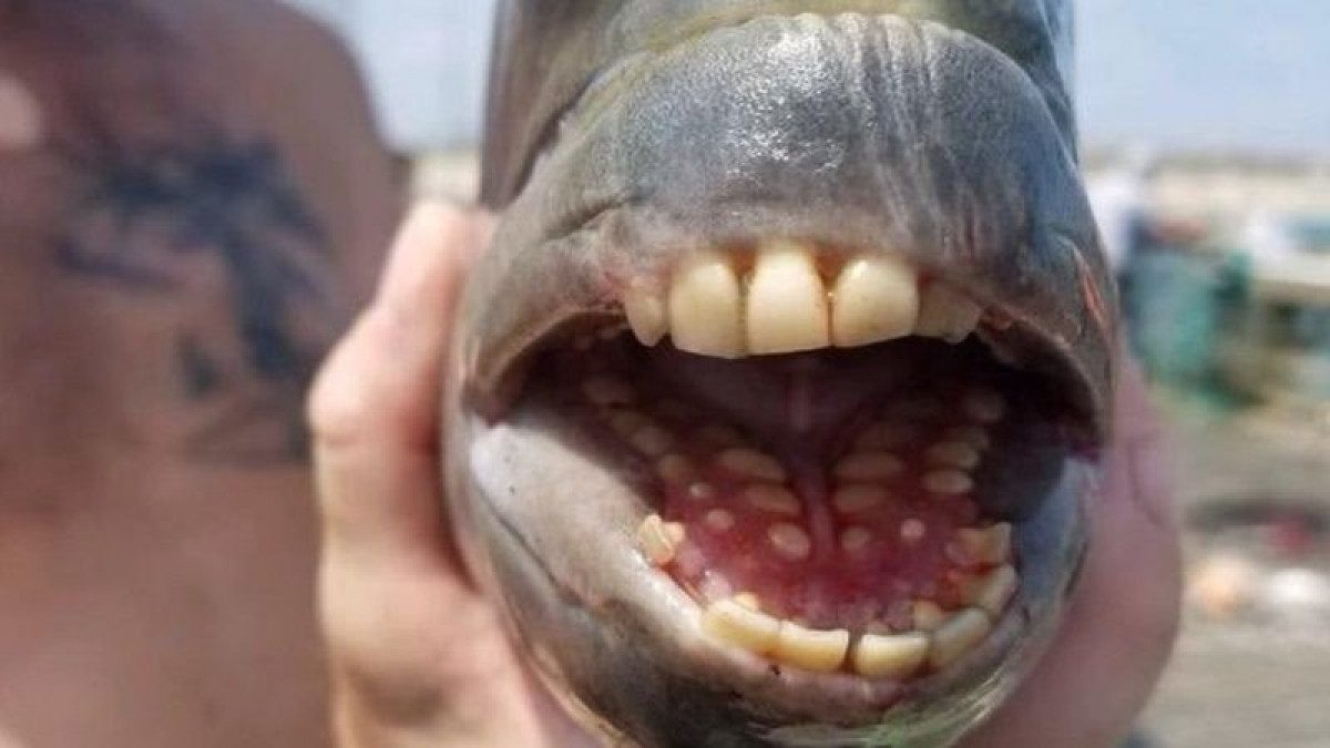 В США поймали рыбу-овчарку с человеческими зубами