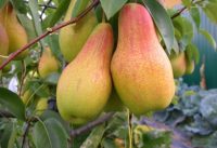 Гострий біль та проблеми зі здоров'ям: кому категорично заборонено їсти груші