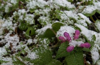 Заморозки