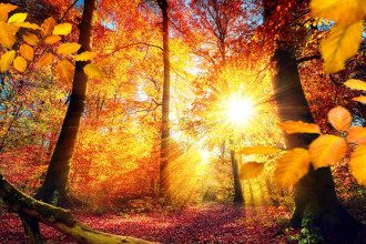 солнце_деревья_осень_природа_листья