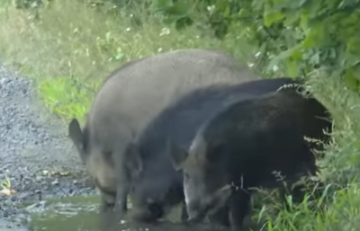 Нашестя на Черкащині: село атакували дикі свині