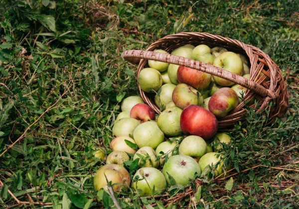 Яблочный Спас 2021 - картинки, открытки и поздравления ...