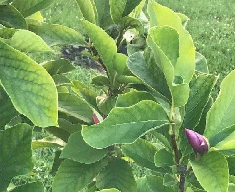 Аномалія в Києві: посеред літа раптово розцвіли  магнолії