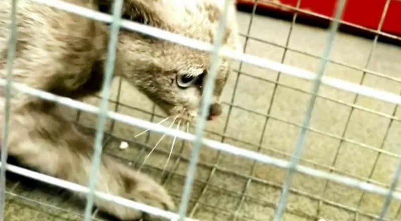 В киевском метро поймали заблудившегося кота: он оказался кошкой