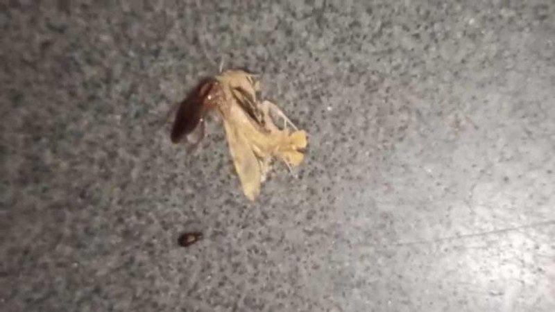 Бігають прямо по людях: потяг Харків-Одеса заполонила навала величезних тарганів