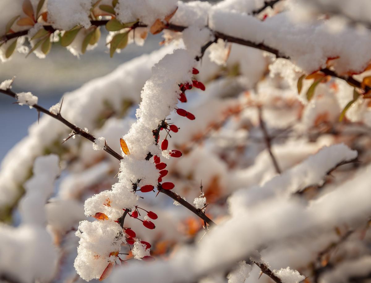 Синоптик рассказала, когда в Украине выпадет первый снег и ударит мороз