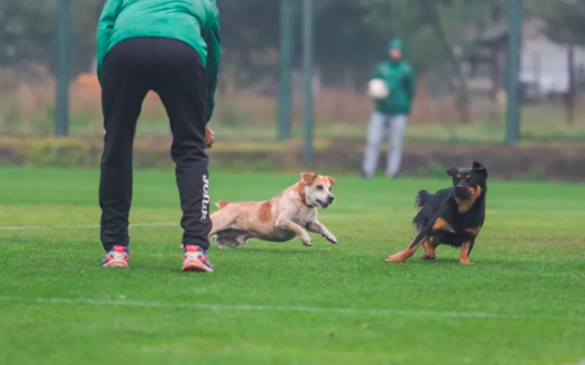Матч збірних України та Італії серед глухих