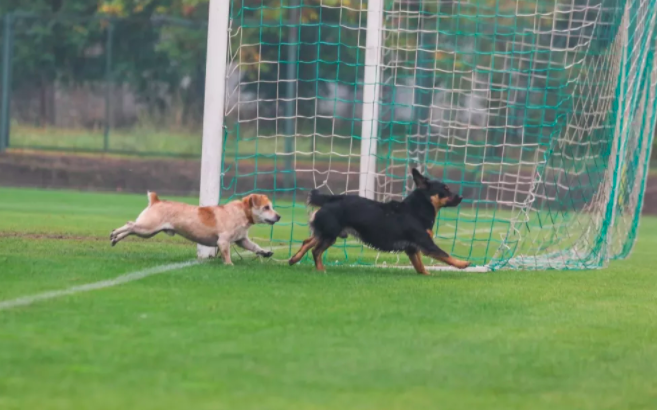 Матч збірних України та Італії серед глухих