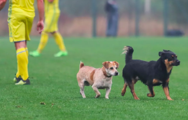 Матч збірних України та Італії серед глухих