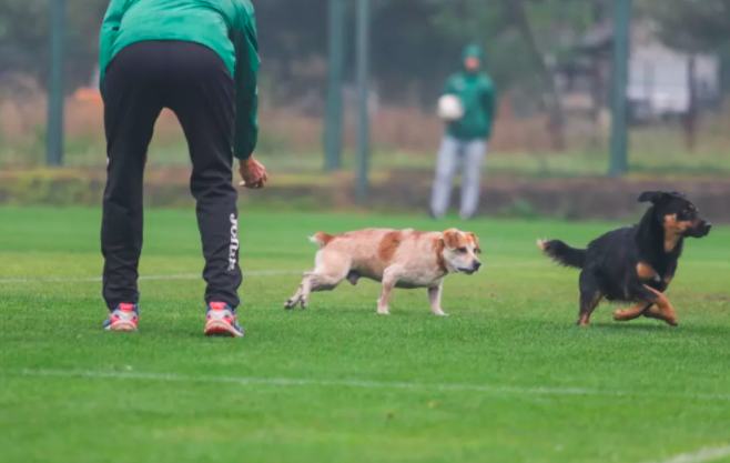 Матч збірних України та Італії серед глухих