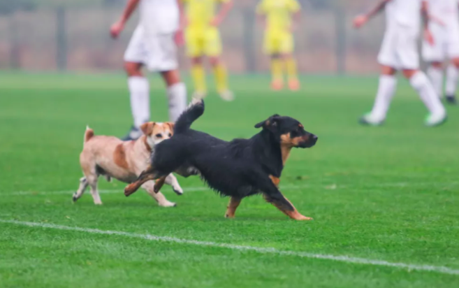 Матч збірних України та Італії серед глухих