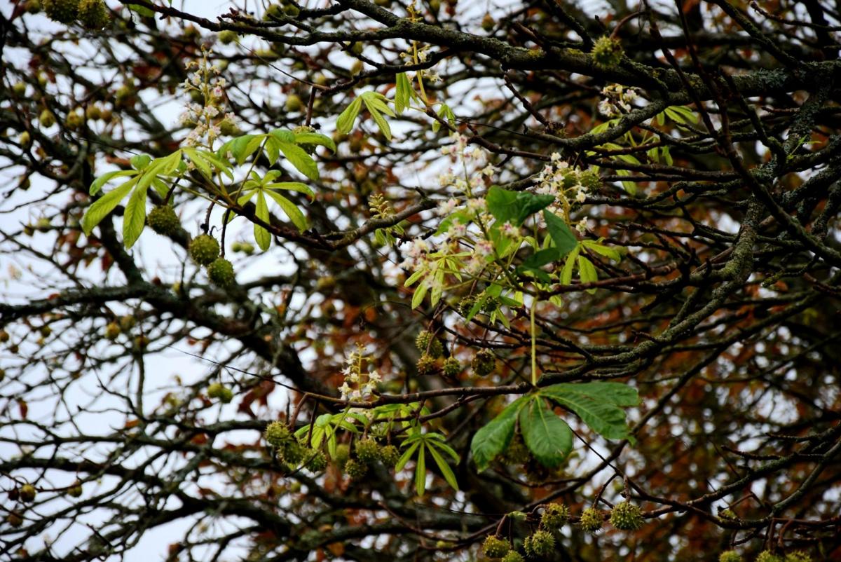 В Чернобыльской зоне расцвели каштаны