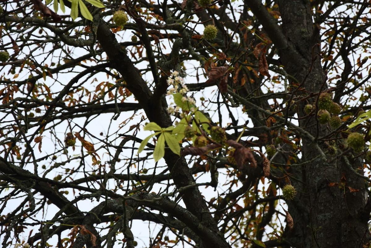 В Чернобыльской зоне расцвели каштаны 