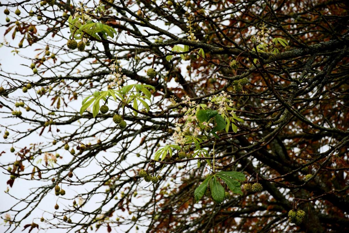 В Чернобыльской зоне расцвели каштаны