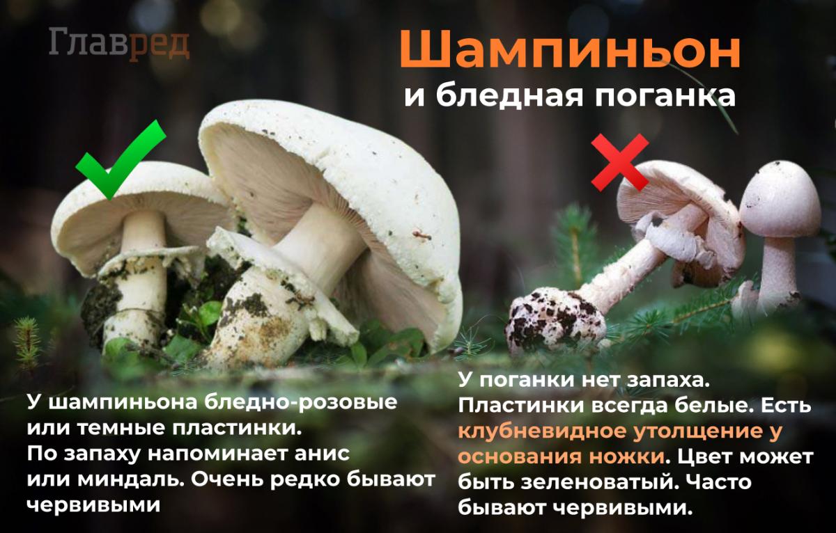 Як розпізнати отруйний гриб