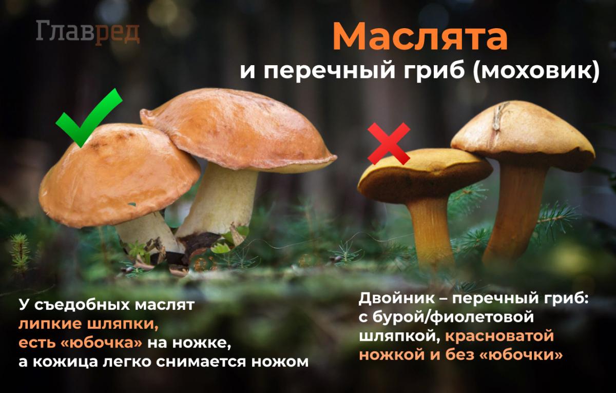 Маслята як визначити