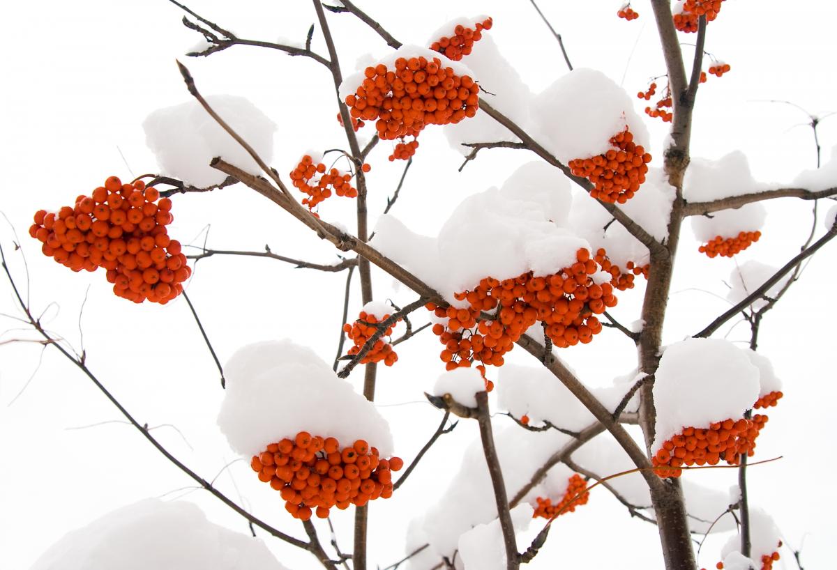 Осень станет холоднее зимы: ноябрь атакует Украину морозом и снегом