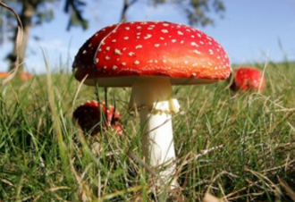 мухомор