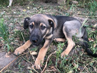 У Кривому Розі невідомі розстріляли собак зоозахисника прямо у нього на подвір'ї
