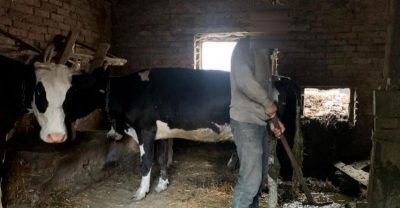 Ґвалтували телят: на Волині жінка, яка тримала бомжів у рабстві, вибухнула вульгарною розповіддю