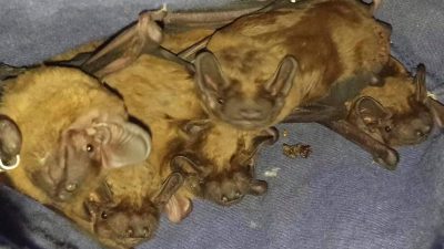 'Крилаті студенти': у Харківському виші виявили майже сотню кажанів (фото) 'Крилаті студенти': у Харківському виші виявили майже сотню кажанів (фото)