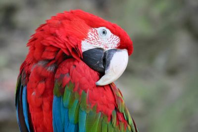 В Аргентине разговорчивый попугай помог найти убийц своей хозяйки