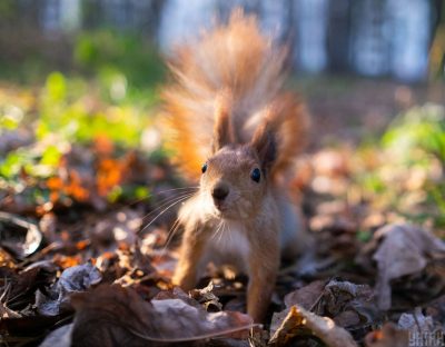 погода, осень, белка