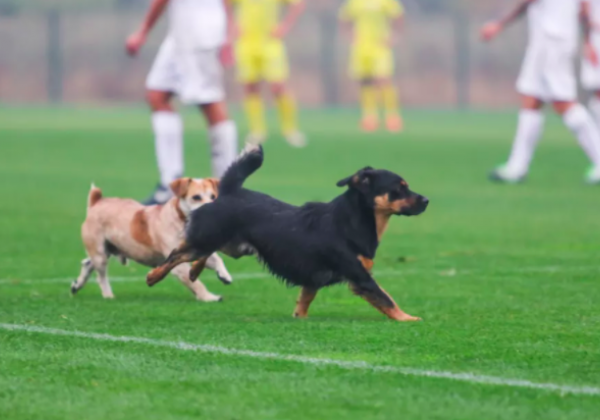 "Хід конем": під Полтавою собаки та кінь увірвалися на футбольне поле під час матчу Україна - Італія
