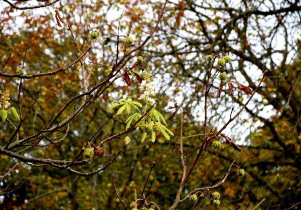У Чорнобилі зафіксували дивну природну аномалію