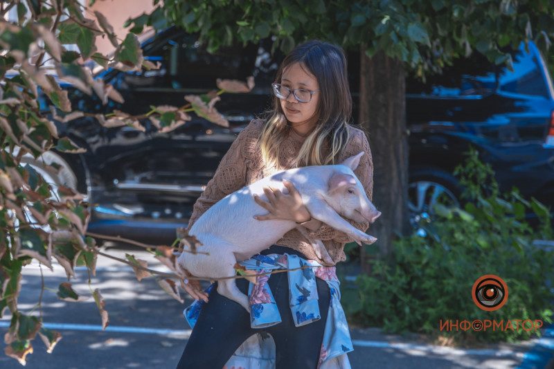 "Свинья счастлива": в Днепре иностранка живет на арендованной квартире вместе с животными