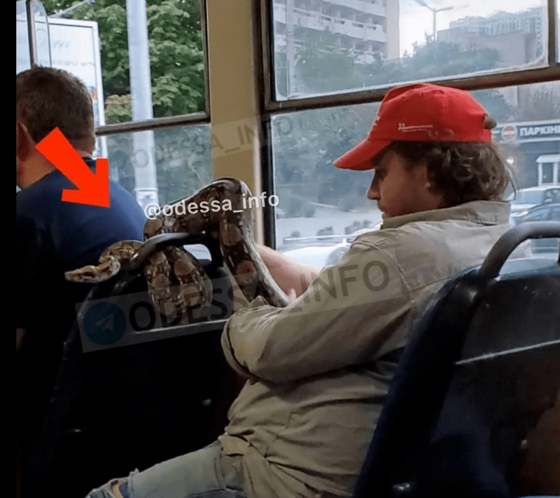 Проехал "зайцем": в Одессе мужчина катал 2-метрового питона прямо в трамвае (фото)