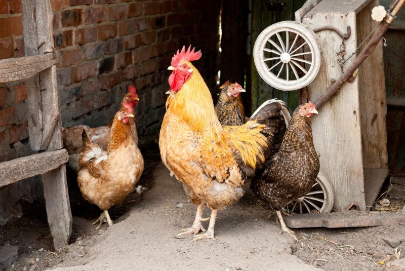 Жоден півень більше не кукурікатиме: росіянам заборонили облаштовувати курники на дачах