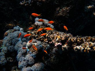 Кораллы в египте что это. Смотреть фото Кораллы в египте что это. Смотреть картинку Кораллы в египте что это. Картинка про Кораллы в египте что это. Фото Кораллы в египте что это