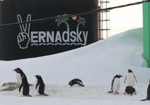 Співають і галантно кланяються: до українських полярників прийшли гніздитися тисячі пінгвінів