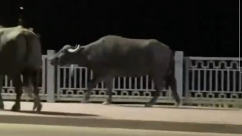 У середмісті Тернополя вночі розгулювали буйволи: як вони там опинились