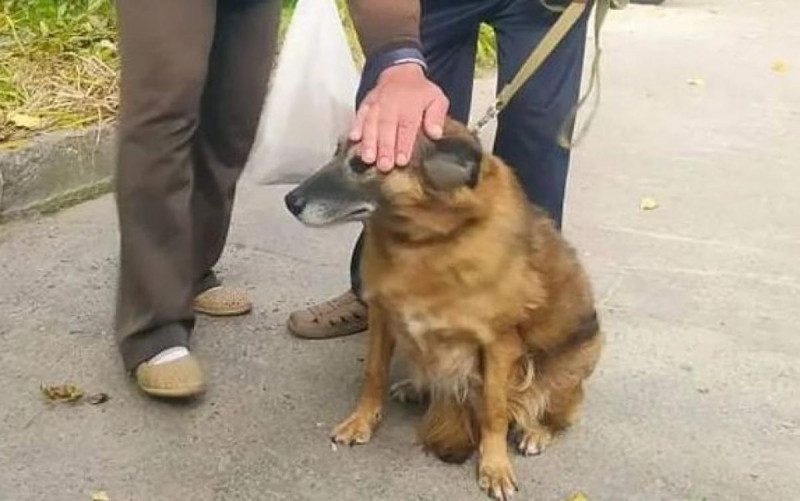 "Стала не потрібна": історія Кудрі, яку за 7 років повернули до притулку, отримала продовження